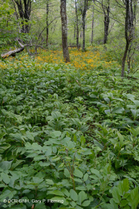 中央阿巴拉契亚高海拔渗流沼泽(铁杉 - 黄桦树类型) - CEGL 008533 中央阿巴拉契亚高海拔渗流沼泽(铁杉 - 黄桦树类型) - CEGL 008533