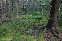 中阿巴拉契亚高海拔渗流沼泽(红云杉类型) – CEGL 006556 中阿巴拉契亚高海拔渗流沼泽(红云杉类型) – CEGL 006556