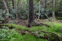 南阿巴拉契亚高海拔渗流沼泽 – CEGL 006277 南阿巴拉契亚高海拔渗流沼泽 – CEGL 006277