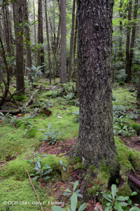 南阿巴拉契亚高海拔渗流沼泽 – CEGL 006277 南阿巴拉契亚高海拔渗流沼泽 – CEGL 006277