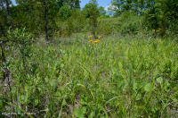 山脊和山谷钙质沼泽/渗漏 山脊和山谷钙质沼泽/渗漏
