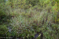 山脊和山谷钙质沼泽/渗漏 山脊和山谷钙质沼泽/渗漏