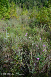 山脊和山谷钙质沼泽/渗漏 山脊和山谷钙质沼泽/渗漏