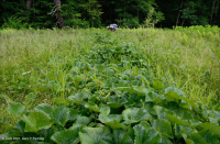 山脊和山谷石灰质泉沼(沼泽金盏花类型) – CEGL 006245 山脊和山谷石灰质泉沼(沼泽金盏花类型) – CEGL 006245