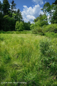 山脊和山谷石灰质泉沼(沼泽金盏花类型) – CEGL 006245 山脊和山谷石灰质泉沼(沼泽金盏花类型) – CEGL 006245