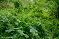 山脊和山谷石灰质泉沼(沼泽金盏花类型) – CEGL 006245 山脊和山谷石灰质泉沼(沼泽金盏花类型) – CEGL 006245