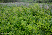 谢南多厄河谷草原沼泽 - CEGL 006170 谢南多厄河谷草原沼泽 - CEGL 006170