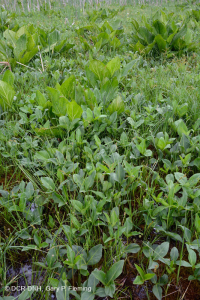 谢南多厄河谷草原沼泽 - CEGL 006170 谢南多厄河谷草原沼泽 - CEGL 006170