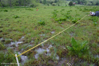 谢南多厄河谷草原沼泽 - CEGL 006170 谢南多厄河谷草原沼泽 - CEGL 006170