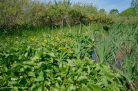 山脊和山谷石灰质泉沼(沼泽金盏花类型) – CEGL 006245 山脊和山谷石灰质泉沼(沼泽金盏花类型) – CEGL 006245