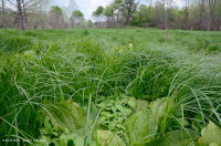 谢南多厄河谷草原沼泽 – CEGL 006170 谢南多厄河谷草原沼泽 – CEGL 006170