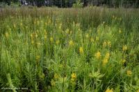 谢南多厄河谷草原沼泽 – CEGL 006170 谢南多厄河谷草原沼泽 – CEGL 006170