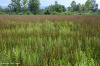 谢南多厄河谷草原沼泽 – CEGL 006170 谢南多厄河谷草原沼泽 – CEGL 006170