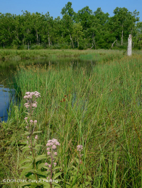 山脊和山谷石灰质泉沼 (箭叶魔芋 - 水蓼类型) – CEGL 006244 山脊和山谷石灰质泉沼 (箭叶魔芋 - 水蓼类型) – CEGL 006244