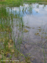 山脊和山谷石灰质泉沼 (箭叶魔芋 - 水蓼类型) – CEGL 006244 山脊和山谷石灰质泉沼 (箭叶魔芋 - 水蓼类型) – CEGL 006244
