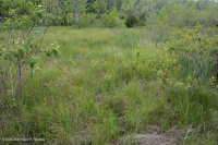 谢南多厄河谷草原沼泽 - CEGL 006170 谢南多厄河谷草原沼泽 - CEGL 006170