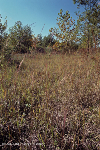 阿巴拉契亚湿润中生高草草原 - CEGL 006039 阿巴拉契亚湿润中生高草草原 - CEGL 006039