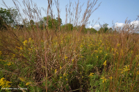 阿巴拉契亚湿润中生高草草原 - CEGL 006039 阿巴拉契亚湿润中生高草草原 - CEGL 006039