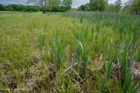 山脊和山谷石灰质泉沼(沼泽金盏花类型) – CEGL 006245 山脊和山谷石灰质泉沼(沼泽金盏花类型) – CEGL 006245