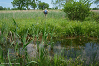山脊和山谷石灰质泉沼(沼泽金盏花类型) – CEGL 006245 山脊和山谷石灰质泉沼(沼泽金盏花类型) – CEGL 006245