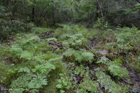 中阿巴拉契亚石灰质灌木沼泽/渗漏 - CEGL 008408 中阿巴拉契亚石灰质灌木沼泽/渗漏 - CEGL 008408