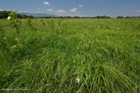 谢南多厄河谷草原沼泽 – CEGL 006170 谢南多厄河谷草原沼泽 – CEGL 006170