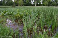 山脊和山谷石灰质泉沼 (箭叶魔芋 - 水蓼类型) – CEGL 006244 山脊和山谷石灰质泉沼 (箭叶魔芋 - 水蓼类型) – CEGL 006244
