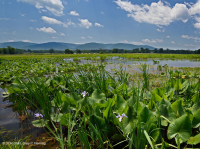 山脊和山谷石灰质泉沼 (箭叶魔芋 - 水蓼类型) – CEGL 006244 山脊和山谷石灰质泉沼 (箭叶魔芋 - 水蓼类型) – CEGL 006244