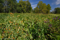 山脊和山谷石灰质泉沼 (箭叶魔芋 - 水蓼类型) – CEGL 006244 山脊和山谷石灰质泉沼 (箭叶魔芋 - 水蓼类型) – CEGL 006244