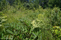 南蓝岭镁铁质沼泽(低草本类型) – CEGL 003917 南蓝岭镁铁质沼泽(低草本类型) – CEGL 003917