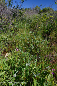 南蓝岭镁铁质沼泽(低草本类型) – CEGL 003917 南蓝岭镁铁质沼泽(低草本类型) – CEGL 003917