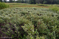 南蓝岭镁铁质沼泽(林地芦苇类型) – CEGL 004252 南蓝岭镁铁质沼泽(林地芦苇类型) – CEGL 004252