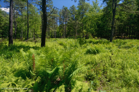 南蓝岭镁铁质沼泽(低草本类型) – CEGL 003917 南蓝岭镁铁质沼泽(低草本类型) – CEGL 003917