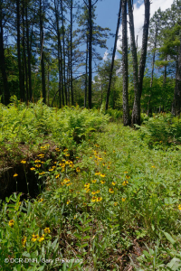 南蓝岭镁铁质沼泽(低草本类型) – CEGL 003917 南蓝岭镁铁质沼泽(低草本类型) – CEGL 003917