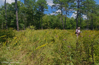 南蓝岭镁铁质沼泽(低草本类型) – CEGL 003917 南蓝岭镁铁质沼泽(低草本类型) – CEGL 003917