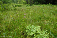 南蓝岭镁铁质沼泽(低草本类型) – CEGL 003917 南蓝岭镁铁质沼泽(低草本类型) – CEGL 003917