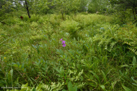 南蓝岭镁铁质沼泽(低草本类型) – CEGL 003917 南蓝岭镁铁质沼泽(低草本类型) – CEGL 003917