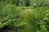 南蓝岭镁铁质沼泽(低草本类型) – CEGL 003917 南蓝岭镁铁质沼泽(低草本类型) – CEGL 003917