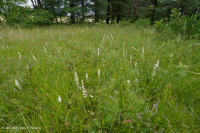 南蓝岭镁铁质沼泽(低草本类型) – CEGL 003917 南蓝岭镁铁质沼泽(低草本类型) – CEGL 003917