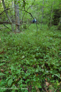 南蓝岭镁铁质林地渗漏 – CEGL 004994 南蓝岭镁铁质林地渗漏 – CEGL 004994