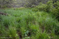 北蓝岭镁铁质沼泽 – CEGL 006249 北蓝岭镁铁质沼泽 – CEGL 006249