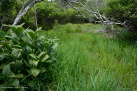 北蓝岭镁铁质沼泽 – CEGL 006249 北蓝岭镁铁质沼泽 – CEGL 006249