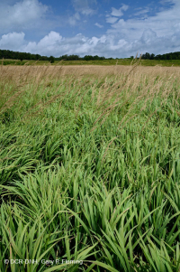 北蓝岭镁铁质沼泽 – CEGL 006249 北蓝岭镁铁质沼泽 – CEGL 006249