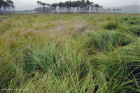 北蓝岭镁铁质沼泽 – CEGL 006249 北蓝岭镁铁质沼泽 – CEGL 006249