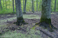 沿海平原洼地沼泽(柳橡树 - 红枫 - 枫香树类型) – CEGL 006110 沿海平原洼地沼泽(柳橡树 - 红枫 - 枫香树类型) – CEGL 006110