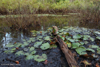 沿海平原季节性水杨酸池塘 – CEGL 006242 沿海平原季节性水杨酸池塘 – CEGL 006242