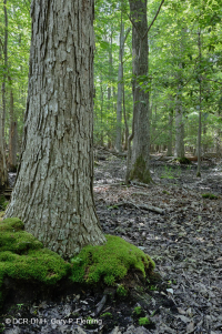 非河流湿硬木森林(北部沿海平原类型) – CEGL 004644 非河流湿硬木森林(北部沿海平原类型) – CEGL 004644