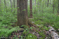 非河流湿硬木森林(北部沿海平原类型) – CEGL 004644 非河流湿硬木森林(北部沿海平原类型) – CEGL 004644