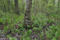 非河流湿硬木森林(北部沿海平原类型) – CEGL 004644 非河流湿硬木森林(北部沿海平原类型) – CEGL 004644