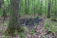 非河流湿硬木森林(北部沿海平原类型) – CEGL 004644 非河流湿硬木森林(北部沿海平原类型) – CEGL 004644